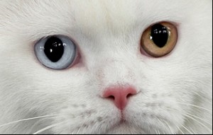 Белые британцы: фото британских белых котов, кошек, котят  